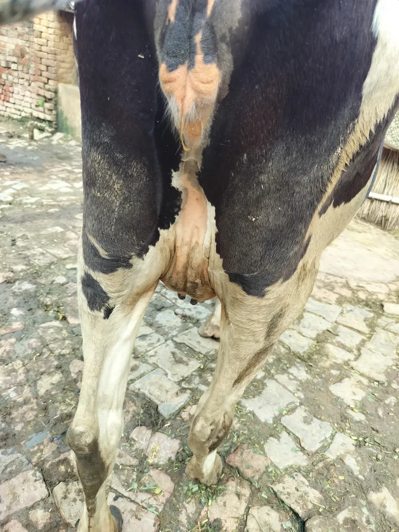 HF Cow in  UTTAR PRADESH