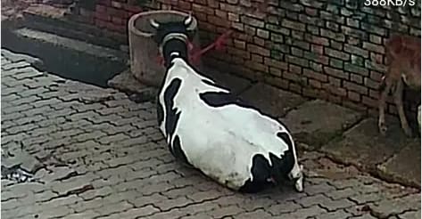 HF Heifer Cow H3070 in  UTTAR PRADESH