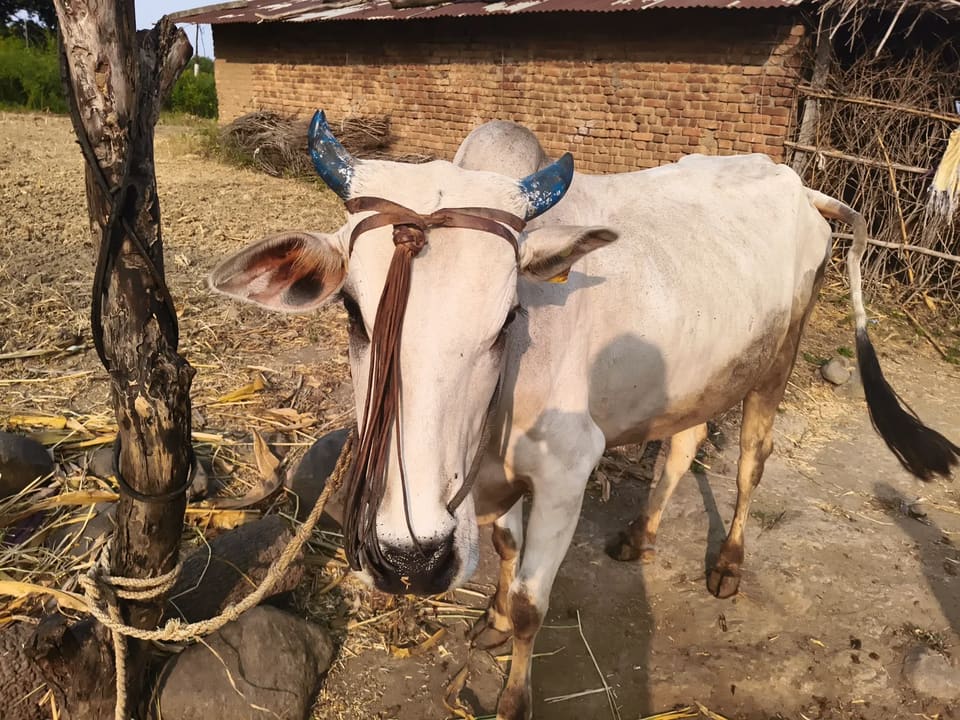 Desi Cow O0605 in  MADHYA PRADESH