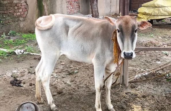Desi Heifer Cow O0457 in  JHARKHAND