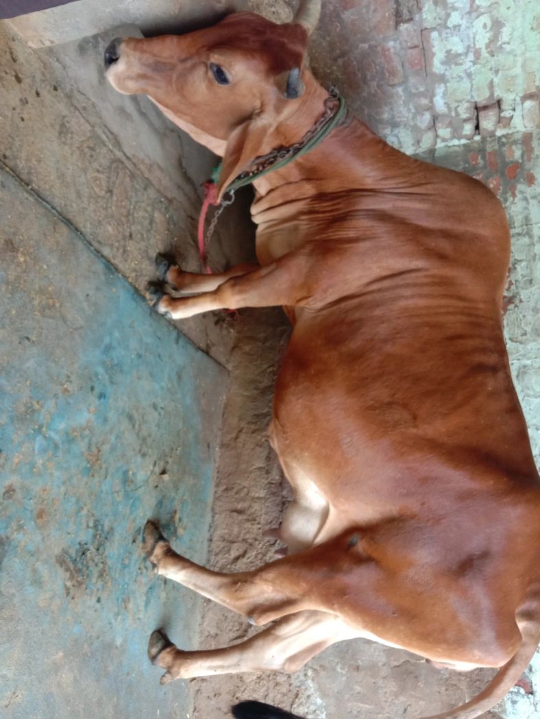 Jersey Cow J1300, Lactation: 3, Pregnant: 9 Months, District:  SONIPAT, State:  HARYANA