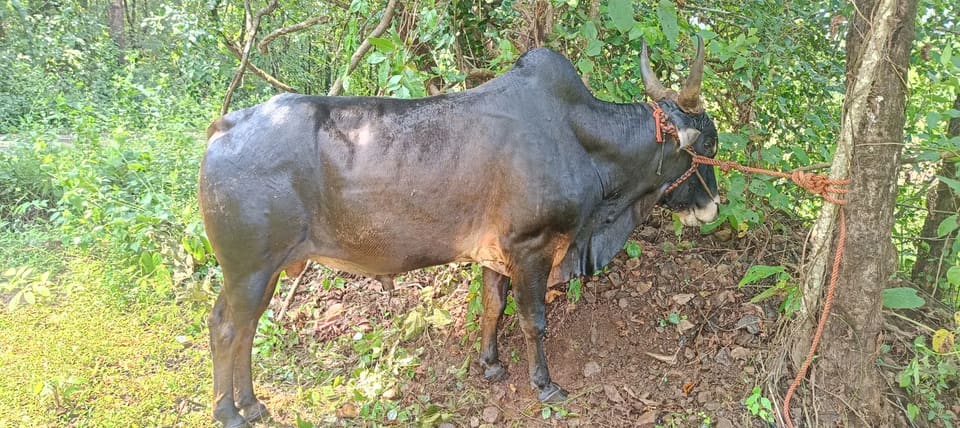 Gavran Bull O0984 in  MAHARASHTRA