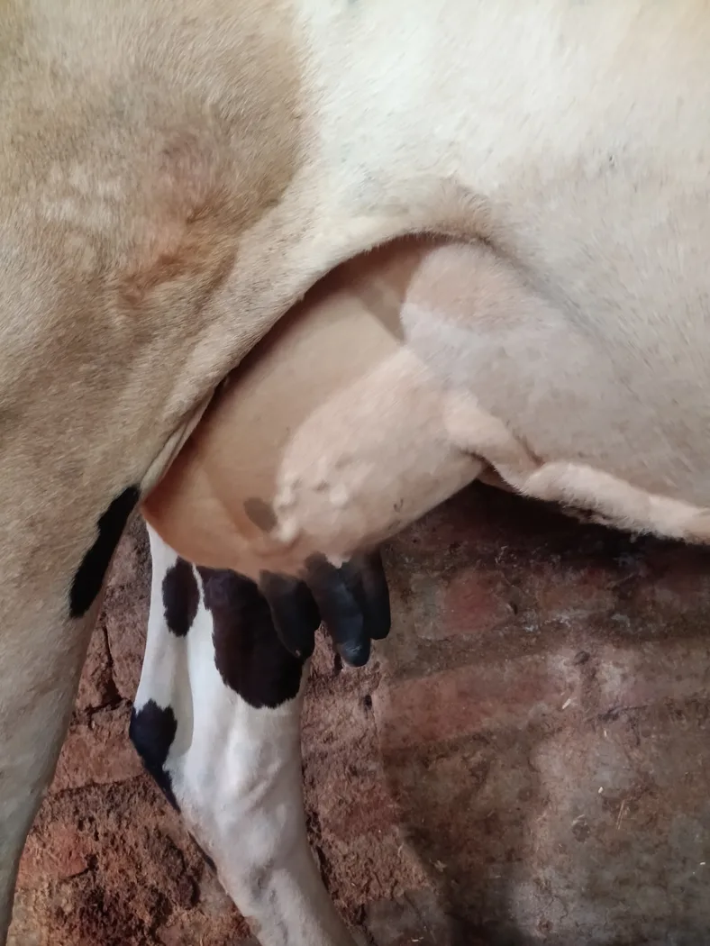 HF Cow H3418 in  HARYANA