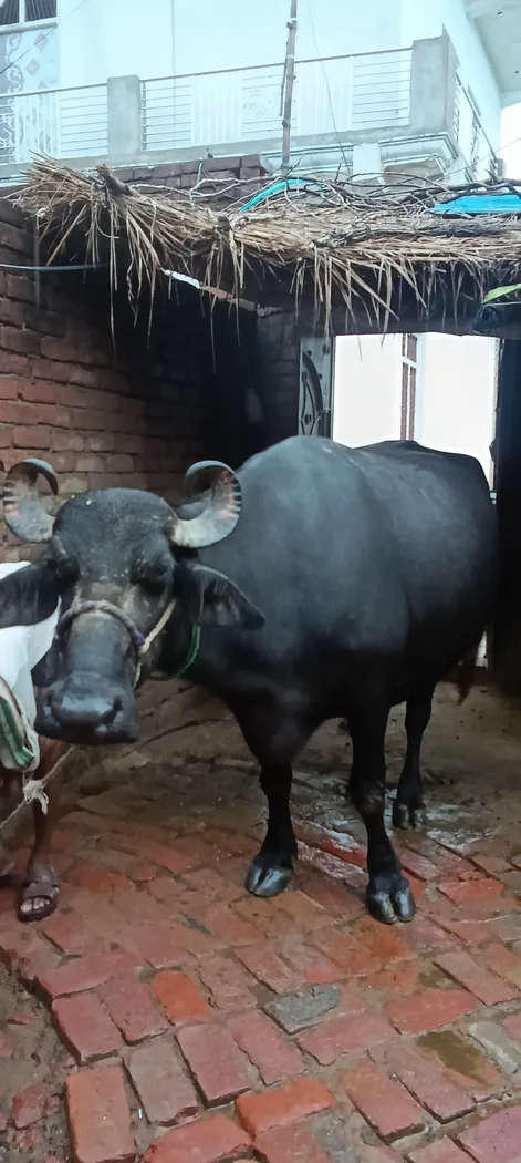 Murrah Buffalo in  UTTAR PRADESH
