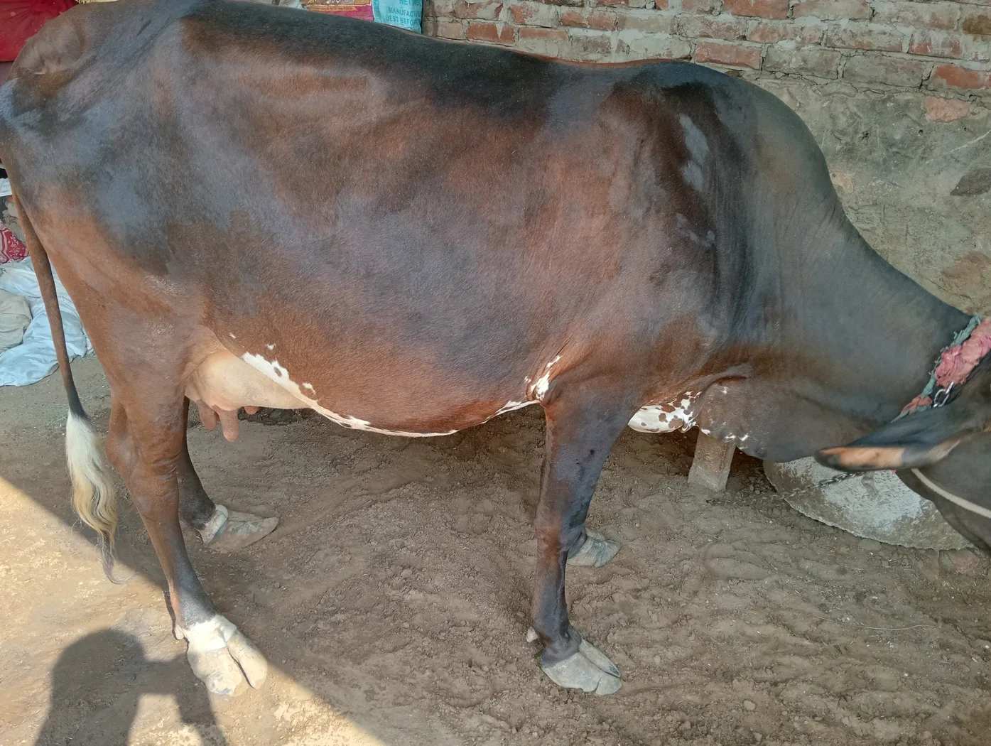 Gir Cow G2192 in  RAJASTHAN