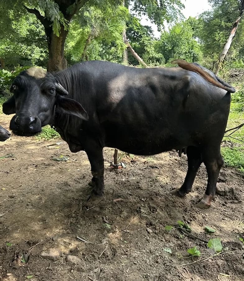Nili Buffalo in  UTTAR PRADESH