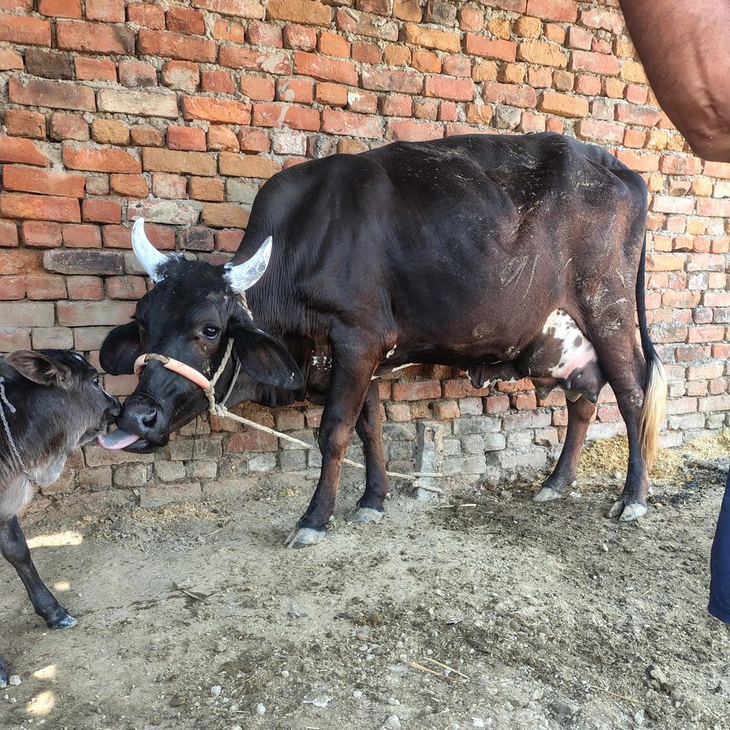 Jersey Cow J1352, Lactation: 5, MilkPerDay: 10Litres, District:  KAUSHAMBI, State:  UTTAR PRADESH