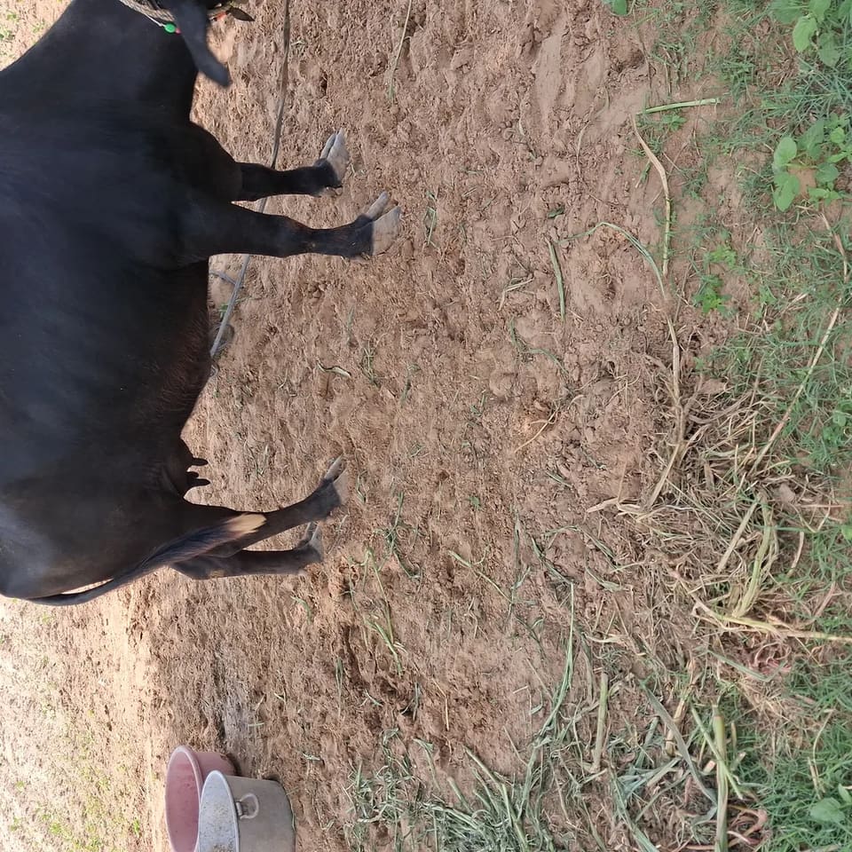 Others Buffalo in  RAJASTHAN