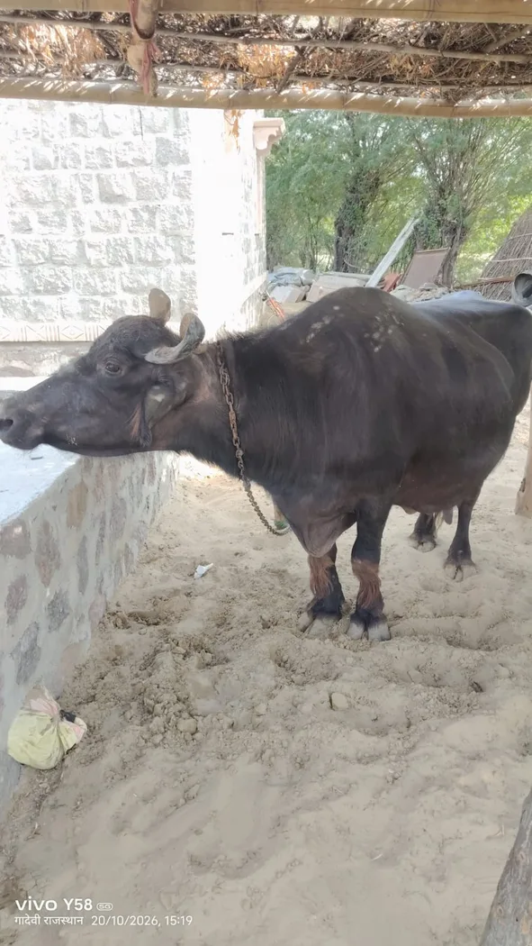 Murrah Buffalo M5411 in  RAJASTHAN