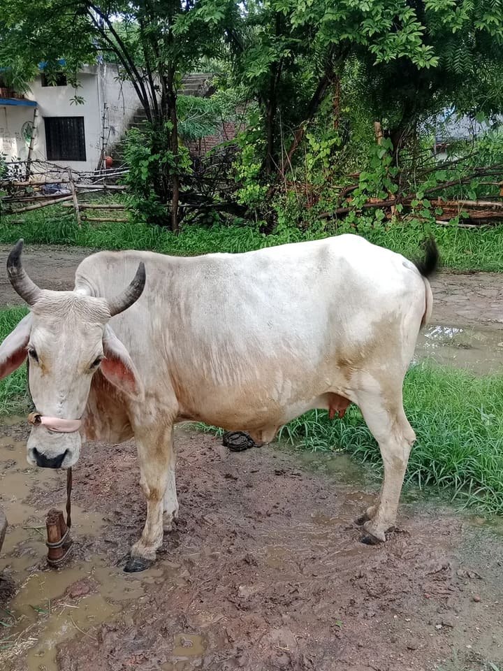 Tharparkar Cow in  MADHYA PRADESH