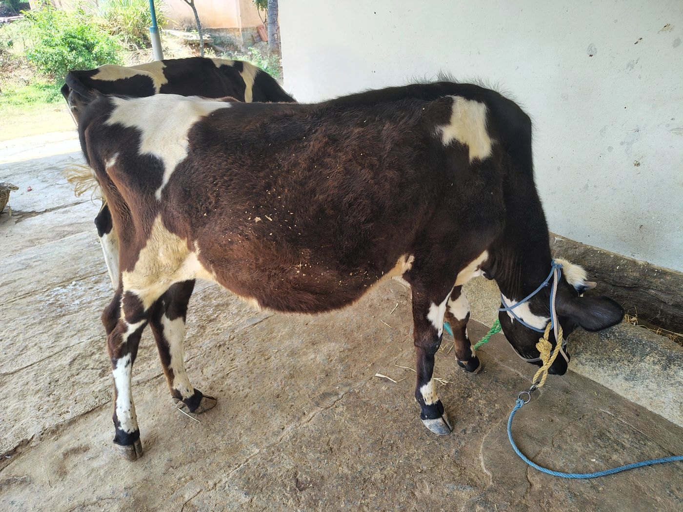 HF Heifer Cow H2771, District:  BENGALURU URBAN, State:  KARNATAKA