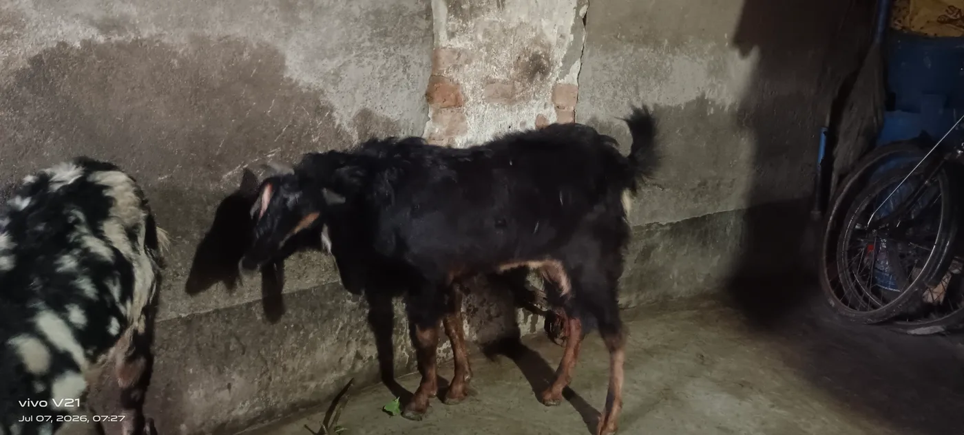 Kota Goat in  WEST BENGAL