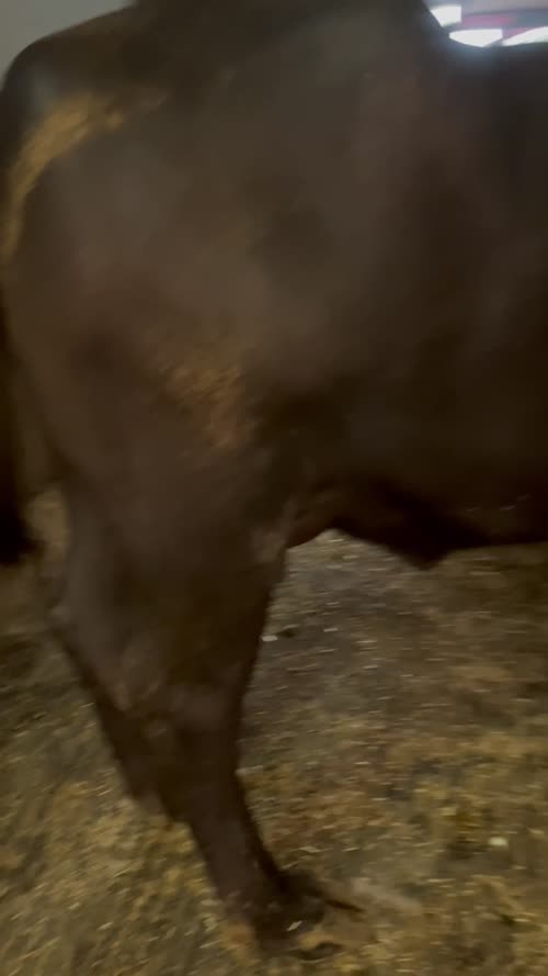 Murrah Buffalo M4583 in  HARYANA