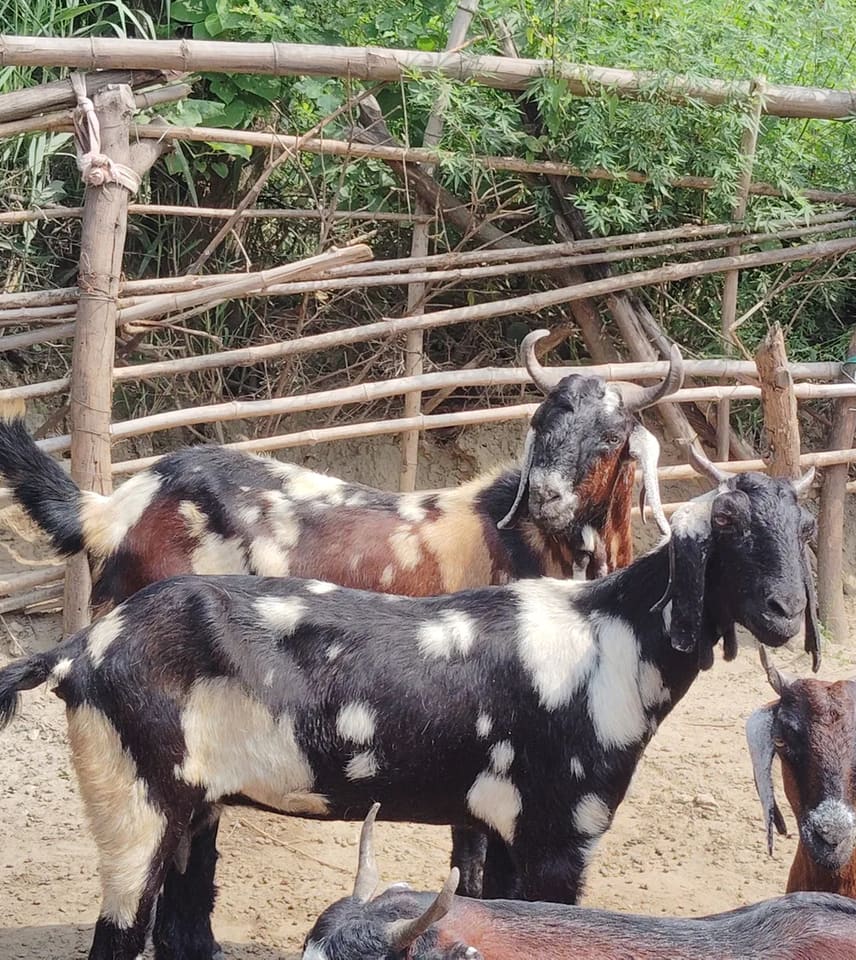 Jakhrana Goat J0231 in  PUNJAB