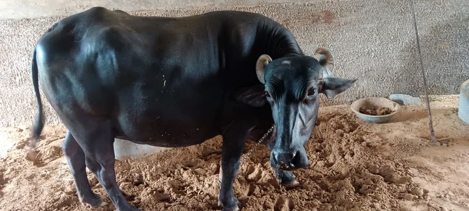 Others Buffalo in  RAJASTHAN
