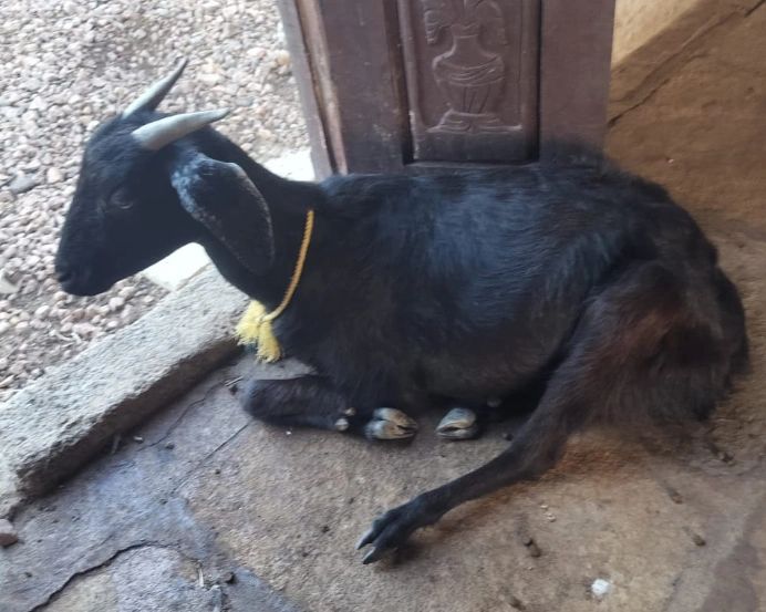 Black Bengal Goat B0042, District:  Narayanpet, State:  TELANGANA
