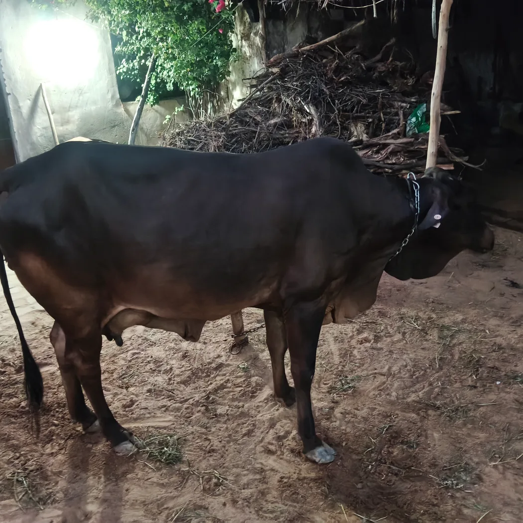 Sahiwal Cow S1833 in  RAJASTHAN