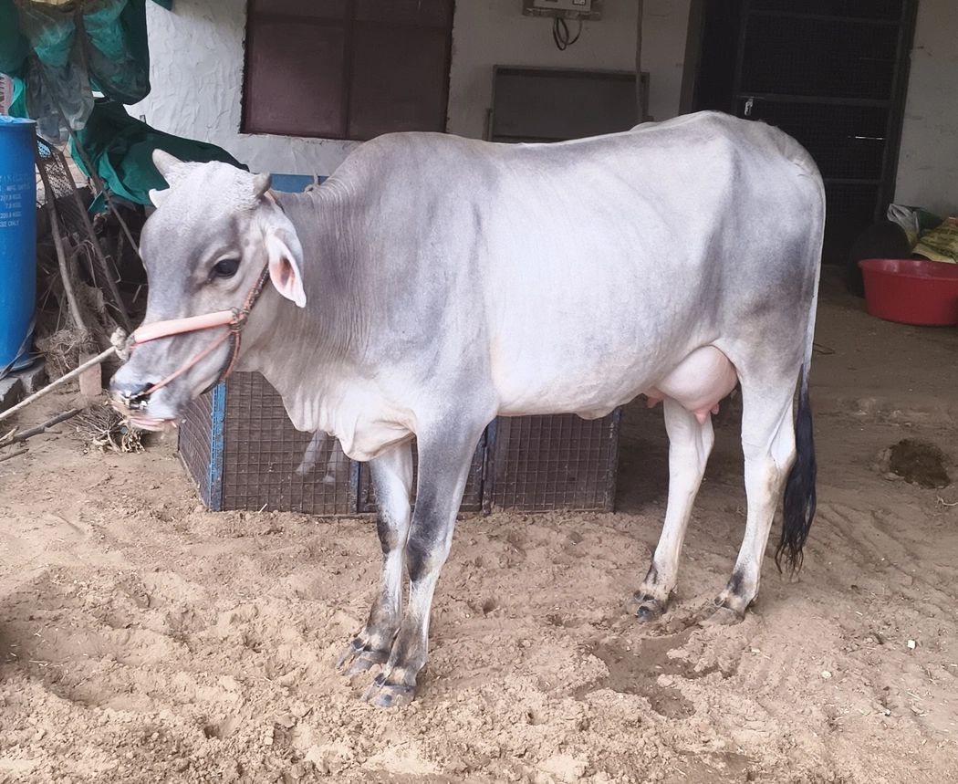Desi cross Cow O0336, Lactation: 1, MilkPerDay: 10Litres, District: SIKAR, State: RAJASTHAN