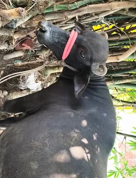 Others Buffalo in  UTTAR PRADESH