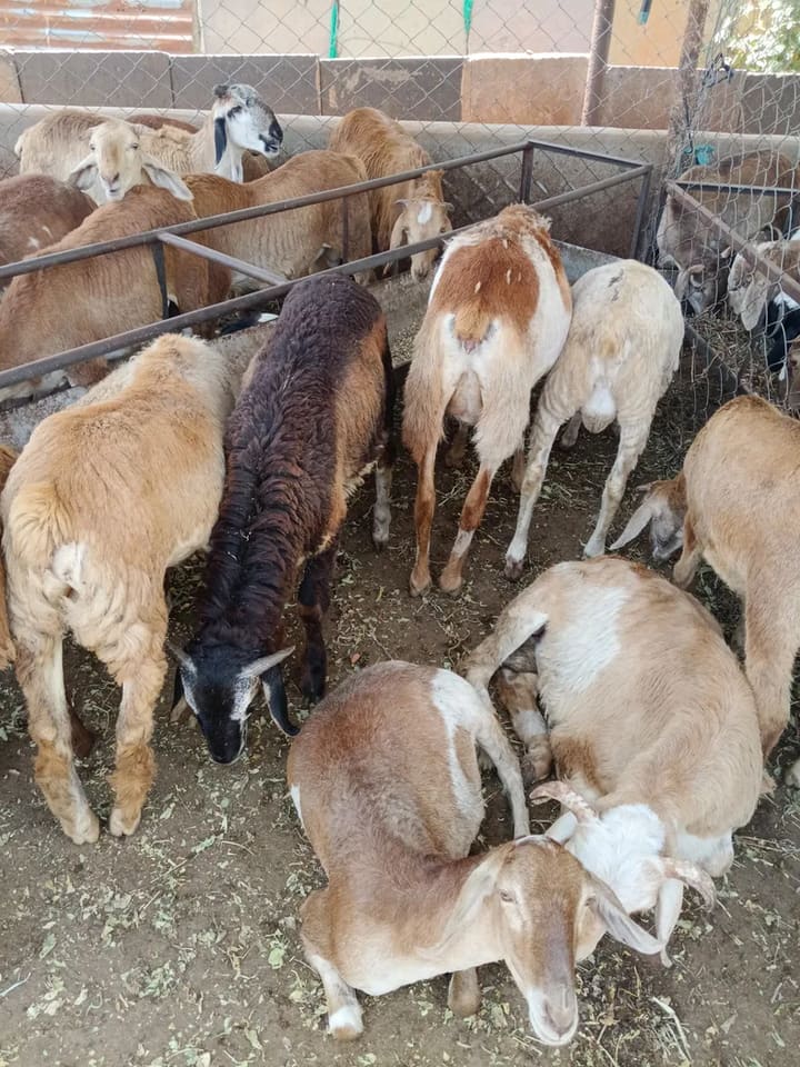 Deccani Sheep in  ANDHRA PRADESH