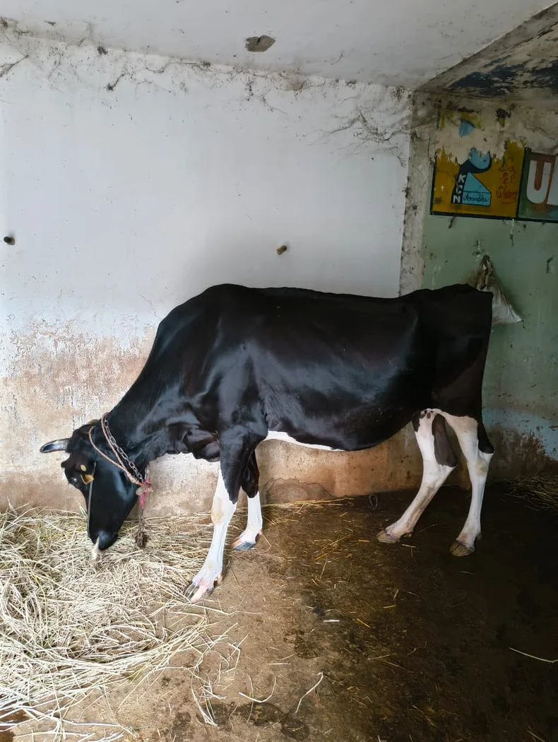 HF Cow in  MADHYA PRADESH