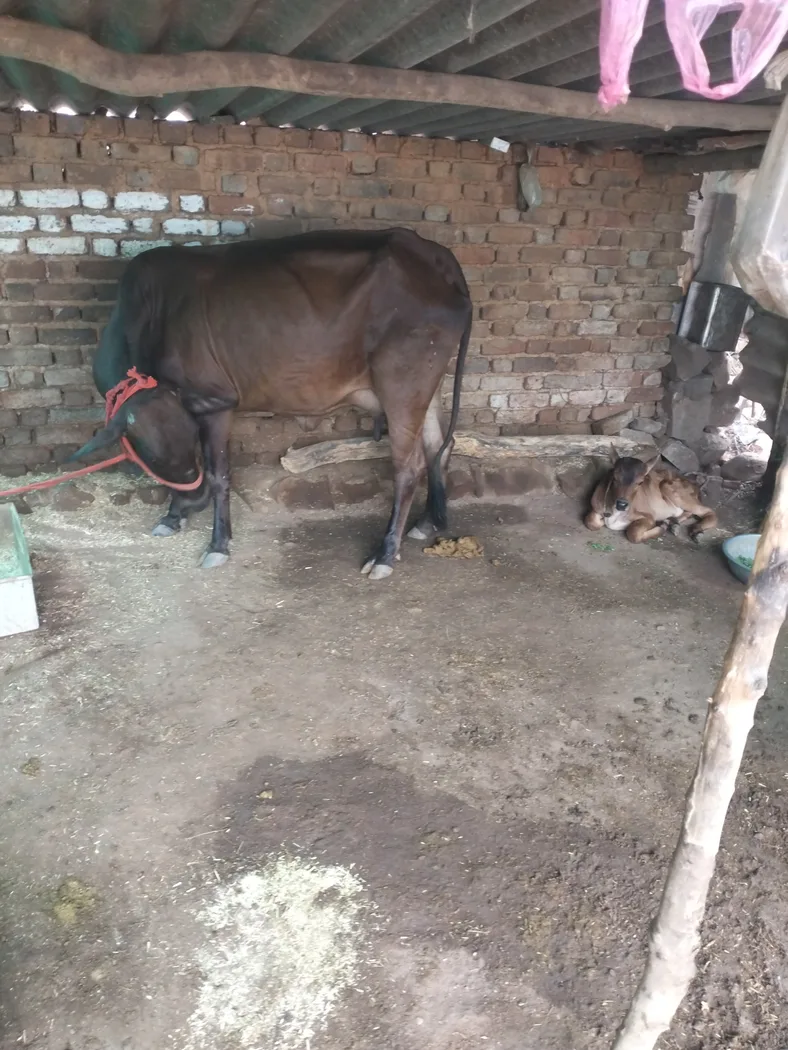 Sahiwal Cow in  MADHYA PRADESH