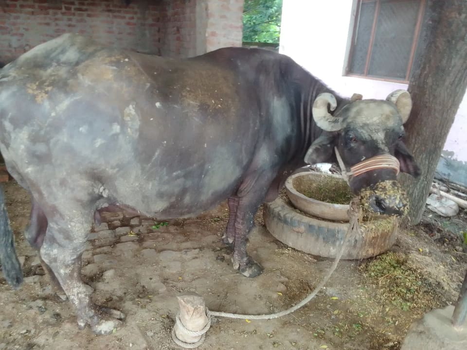 Murrah Buffalo in  UTTAR PRADESH