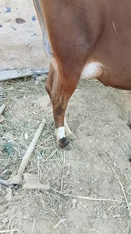 Jersey Heifer Cow J1624 in  RAJASTHAN