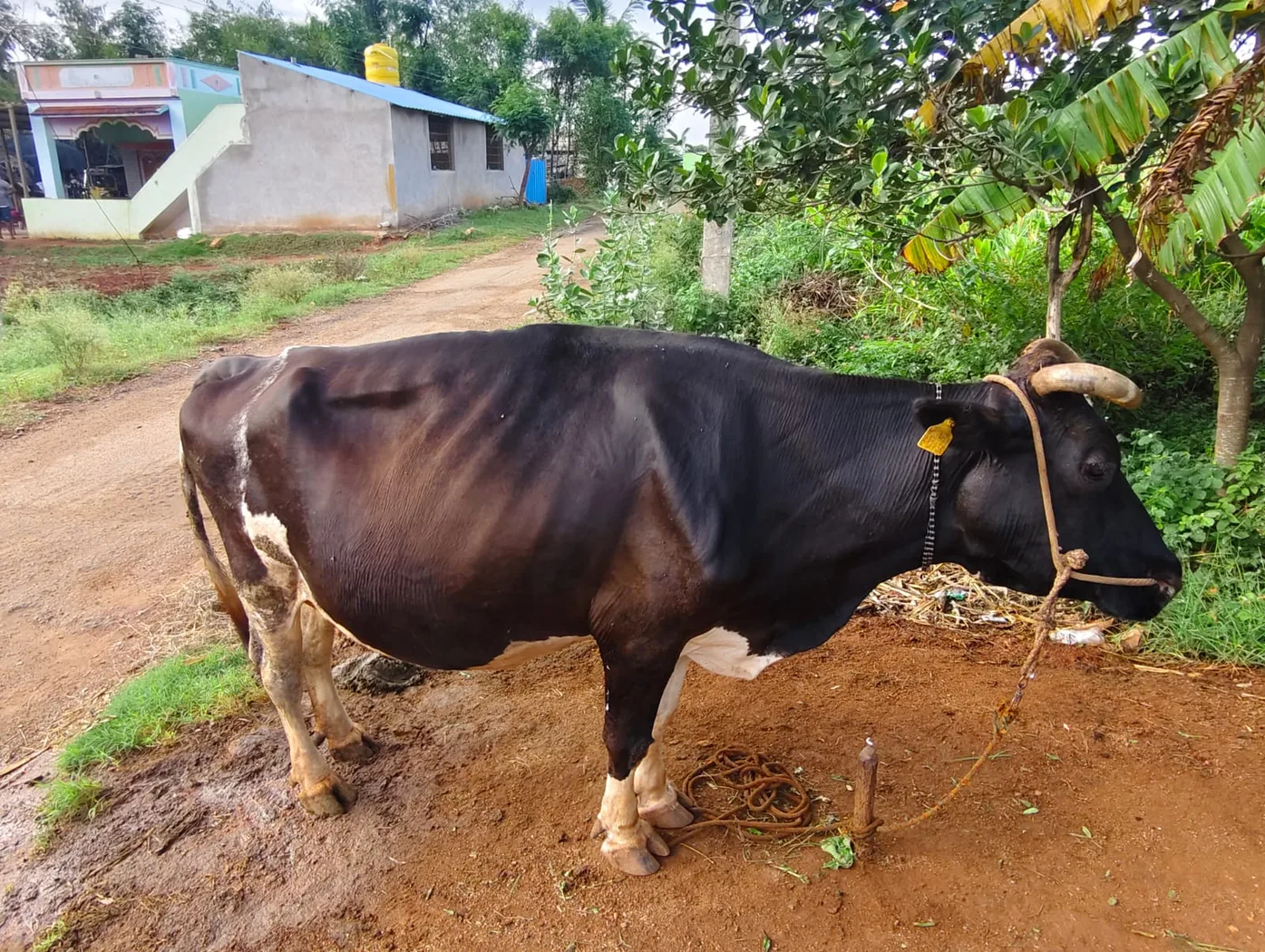 HF Cow in  KARNATAKA
