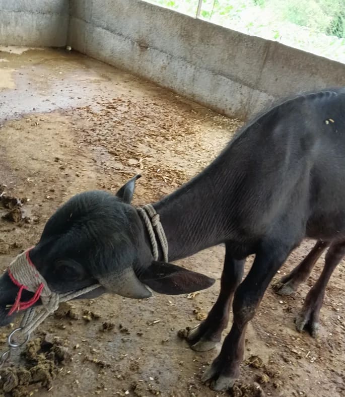 Jafarabadi Buffalo in  MAHARASHTRA