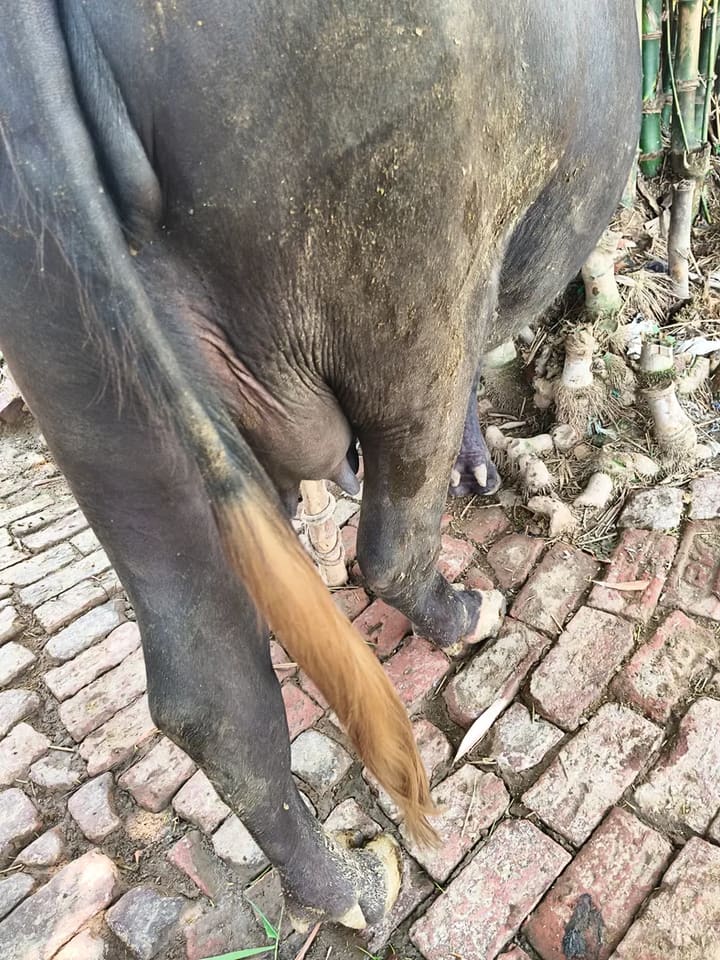Others Buffalo in  UTTAR PRADESH
