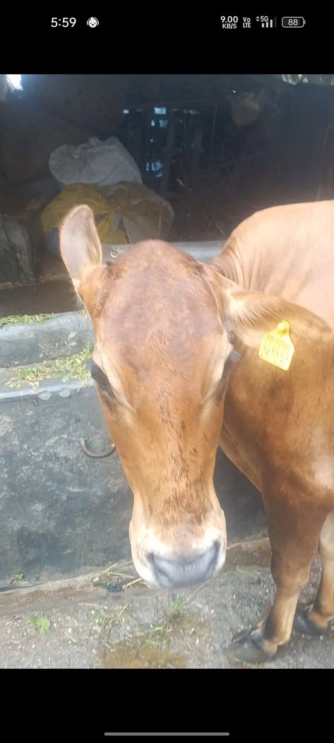 Gir Heifer Cow G1900, MilkPerDay: 23Litres, District:  MANDI, State:  HIMACHAL PRADESH