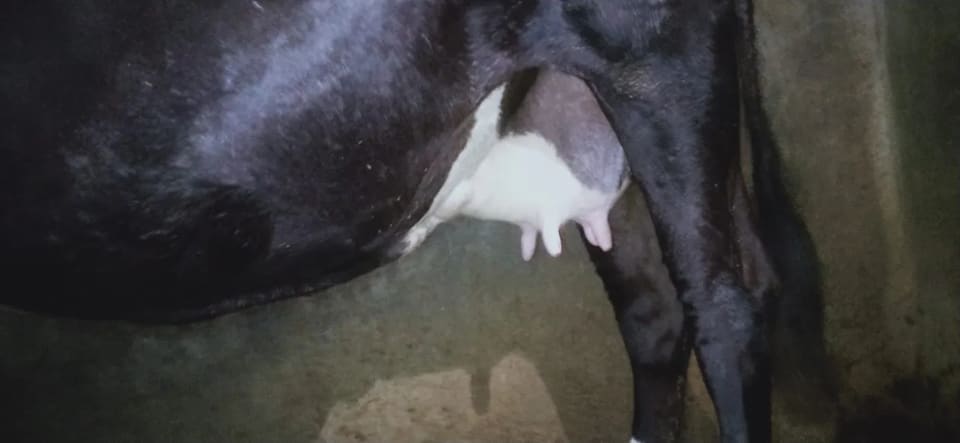 Jersey Cow in  UTTAR PRADESH