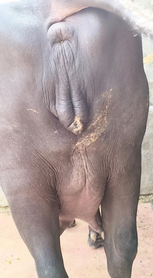 Murrah Buffalo in  HARYANA