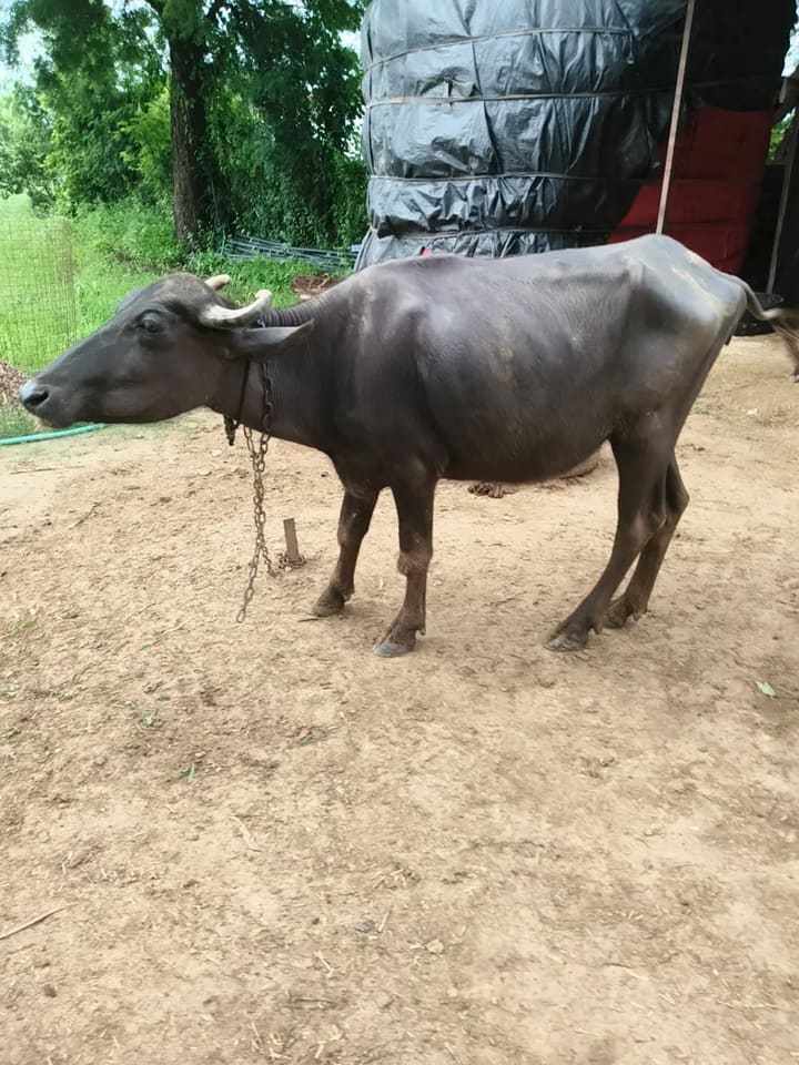 Others Buffalo in  RAJASTHAN
