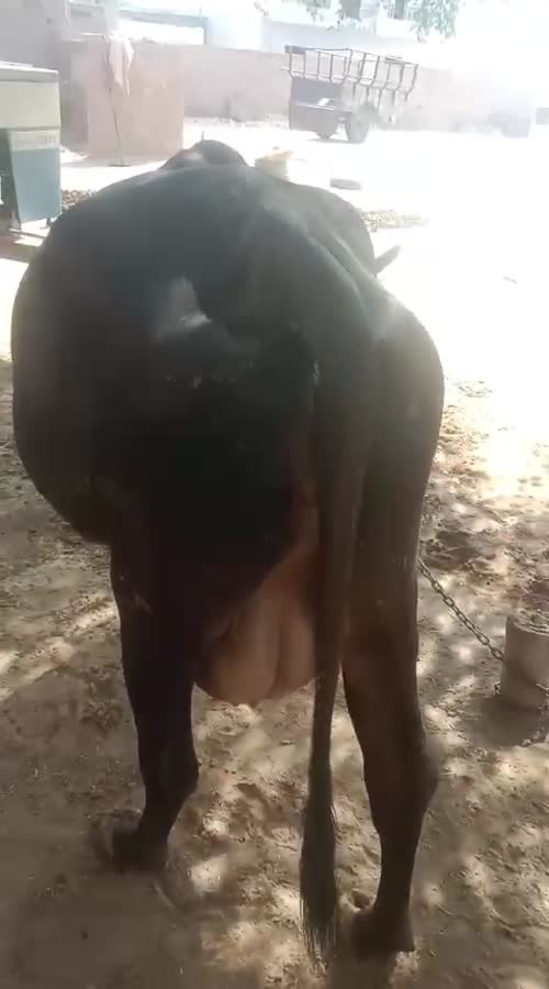 Rathi Cow R0539 in  RAJASTHAN
