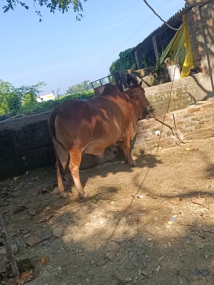 Sahiwal Cow S1943 in  UTTAR PRADESH
