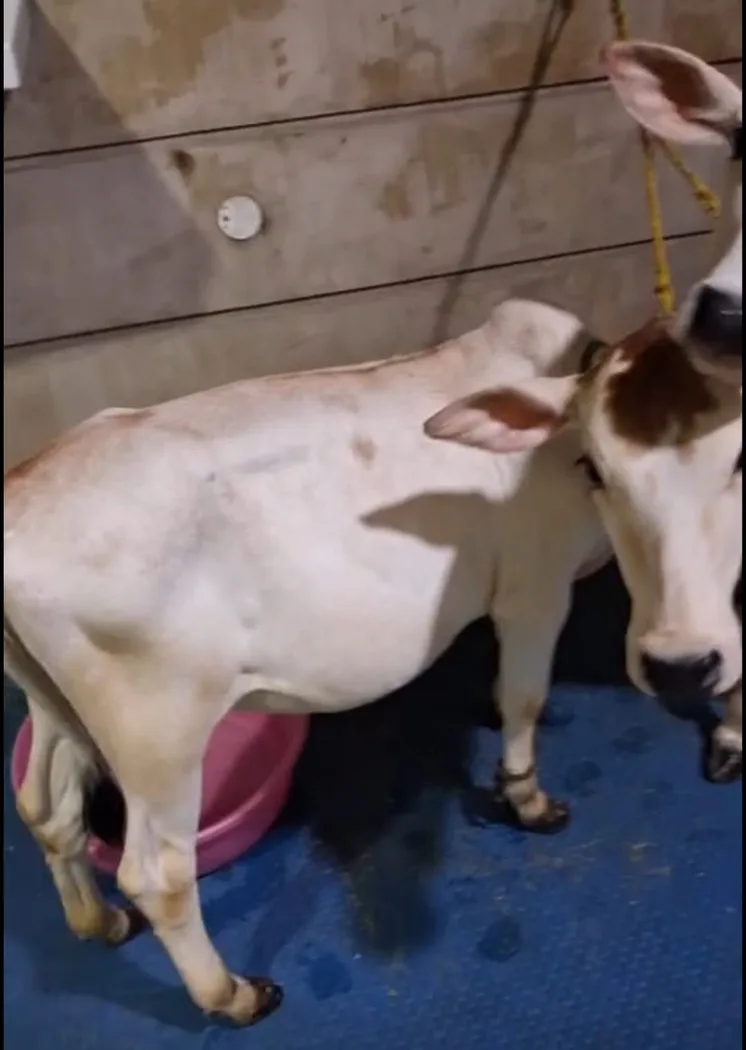 Punganur  Cow in UTTAR PRADESH
