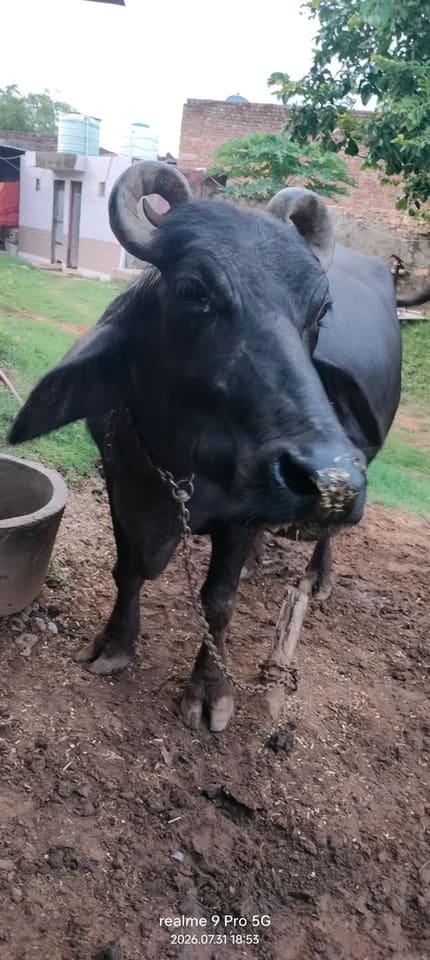 Murrah Buffalo in  RAJASTHAN