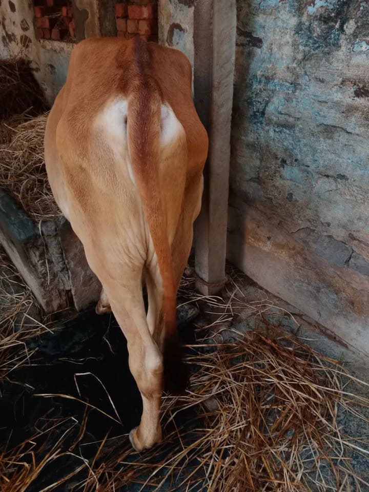 Gir Cow in  ANDHRA PRADESH