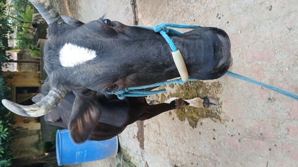 HF Cow in UTTAR PRADESH