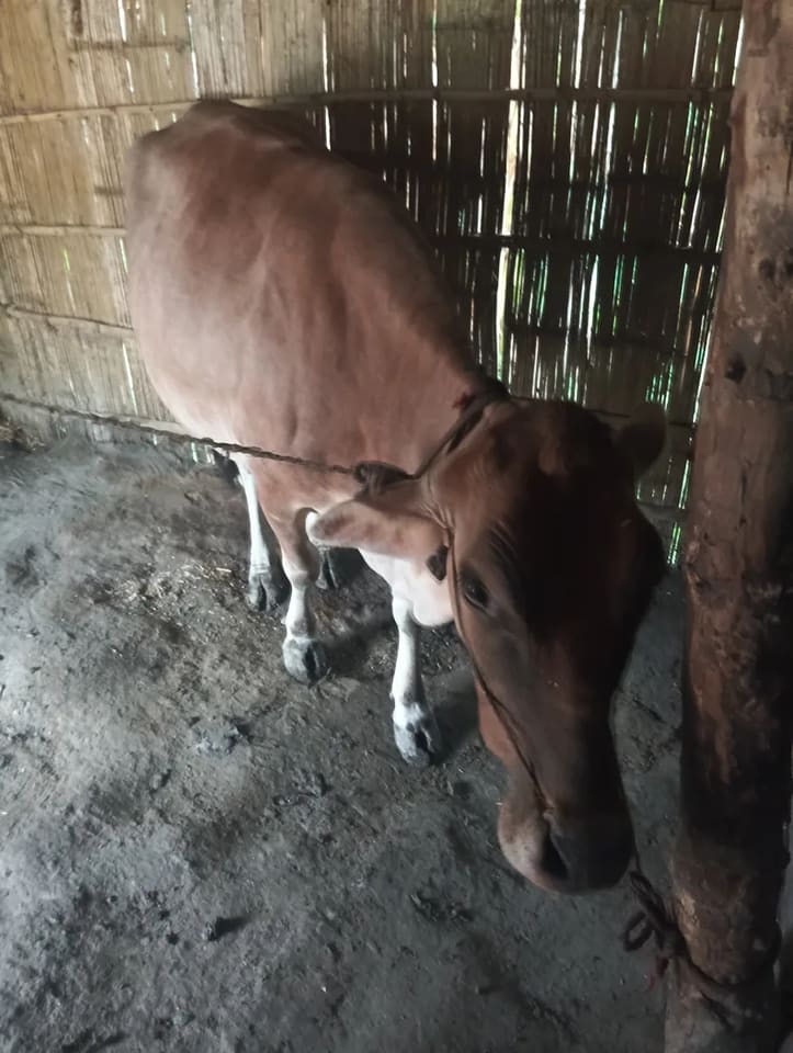 Gir Cow in  NA