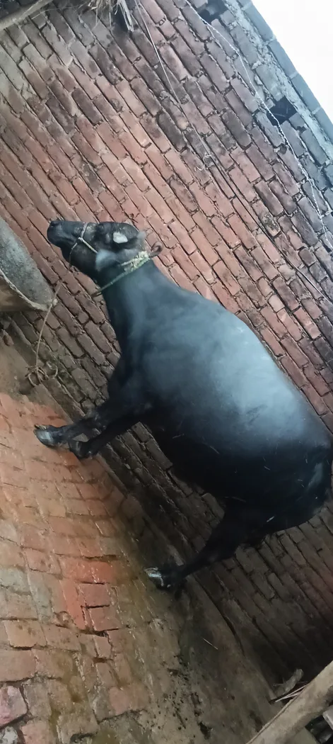 Murrah Buffalo in  UTTAR PRADESH