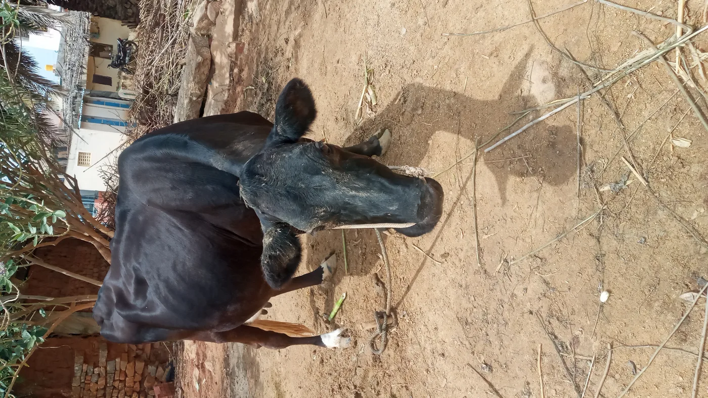 HF Cow H3261 in  KARNATAKA