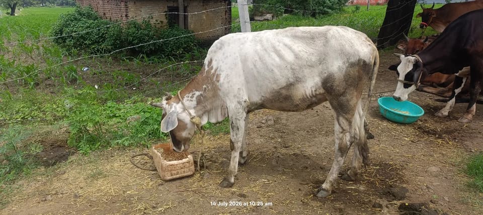 HF Cow in  MADHYA PRADESH