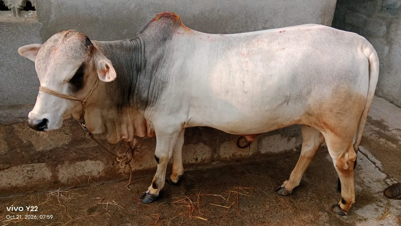 Punganur  Cow P0238 in  ANDHRA PRADESH