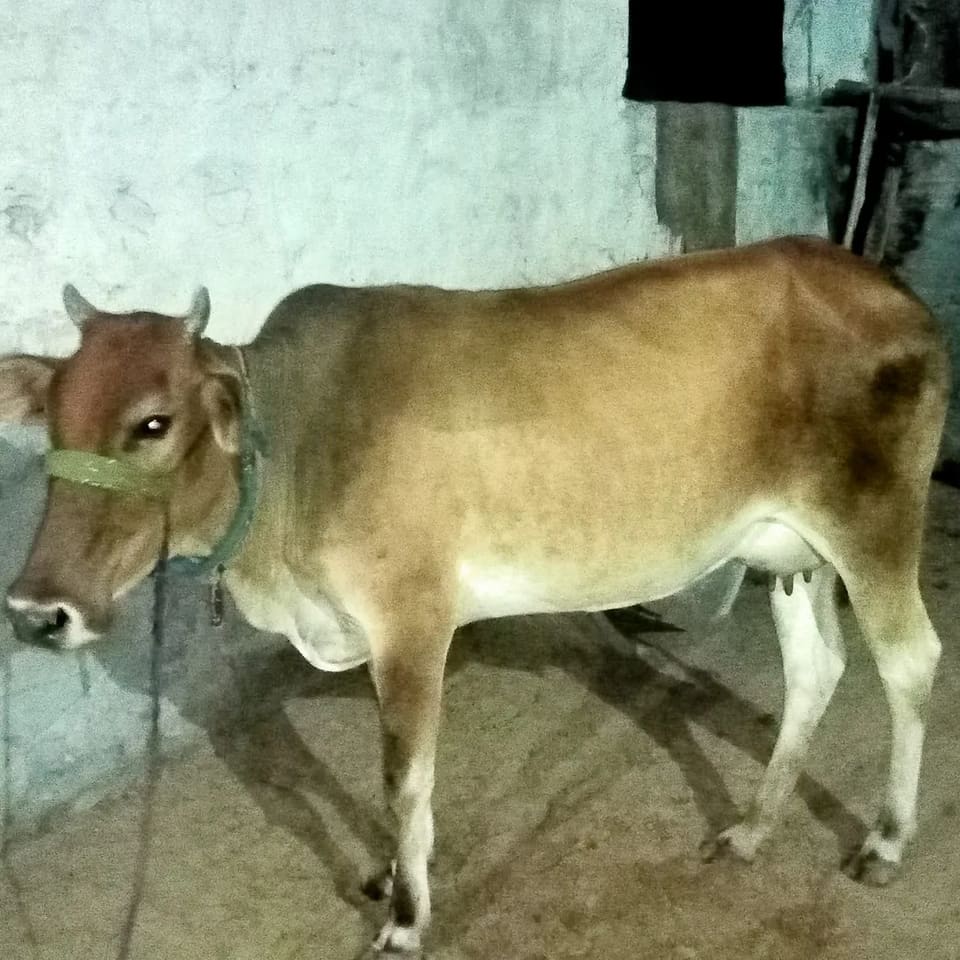 Others Cow in  RAJASTHAN