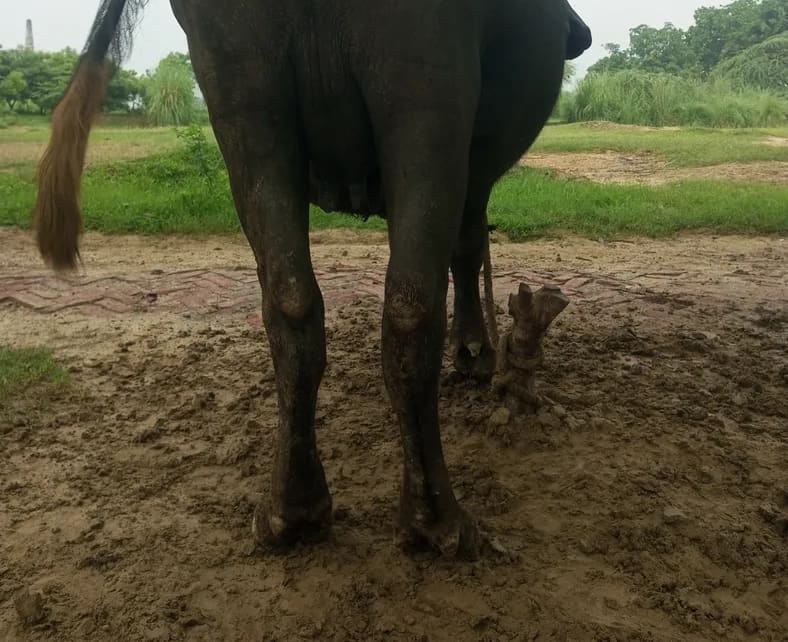 Murrah Buffalo in  UTTAR PRADESH