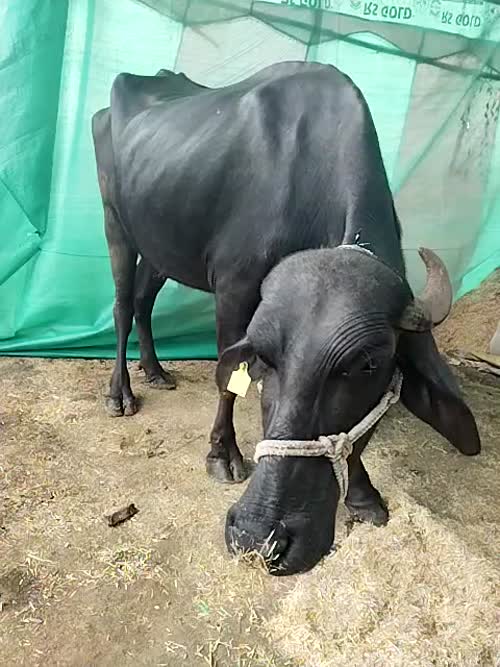 देशी Buffalo O0579 in  RAJASTHAN