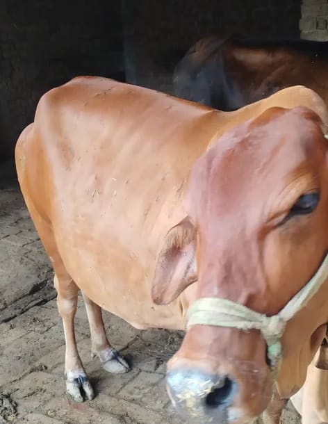 Sahiwal Cow in  UTTAR PRADESH